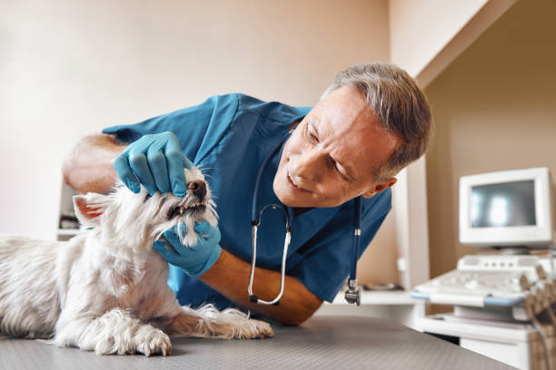 Best Emergency Dentist for Lost Fillings or Crowns in St Marys, WV
